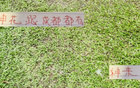 申花引援李可，蓉城租借多特神筆