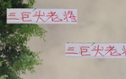三巨頭老將顯威，海港、國(guó)安、申花，誰(shuí)更勝一籌？